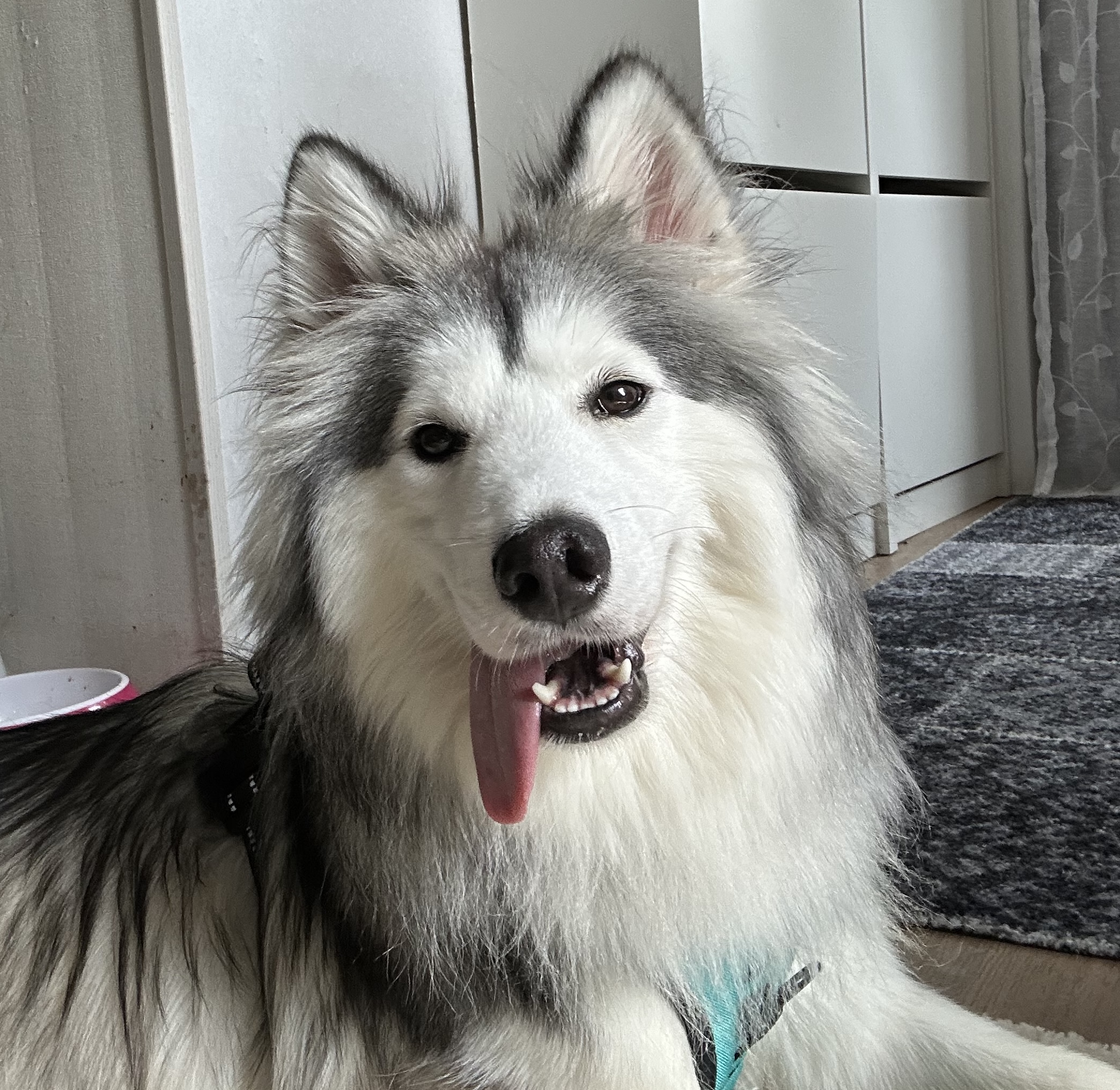 Nova